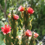 Green Austrocylindropuntia Plant Seeds for Planting - NON GMO Seeds for planting in home garden