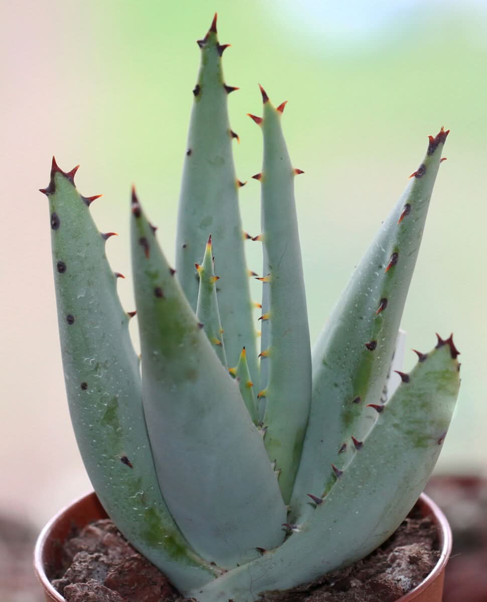 Green Claviflora Jackal’s Plant Seeds for Planting- Unique Garden Collection Scientific Name Placeholder for planting in home garden