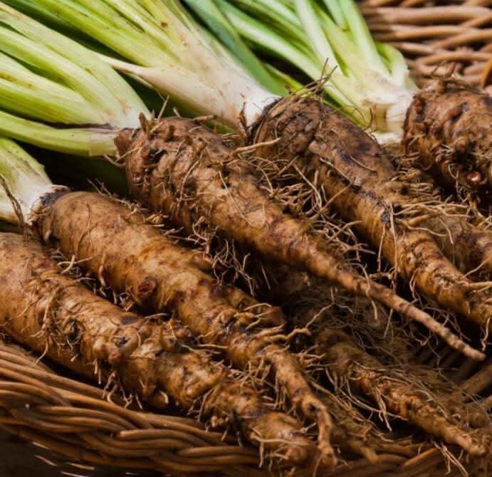 Salsify Brown Mammoth seeds for garden planting