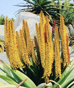 Yellow Aloe Dichotoma Flower Seeds for Planting - NON GMO Seeds for planting in home garden