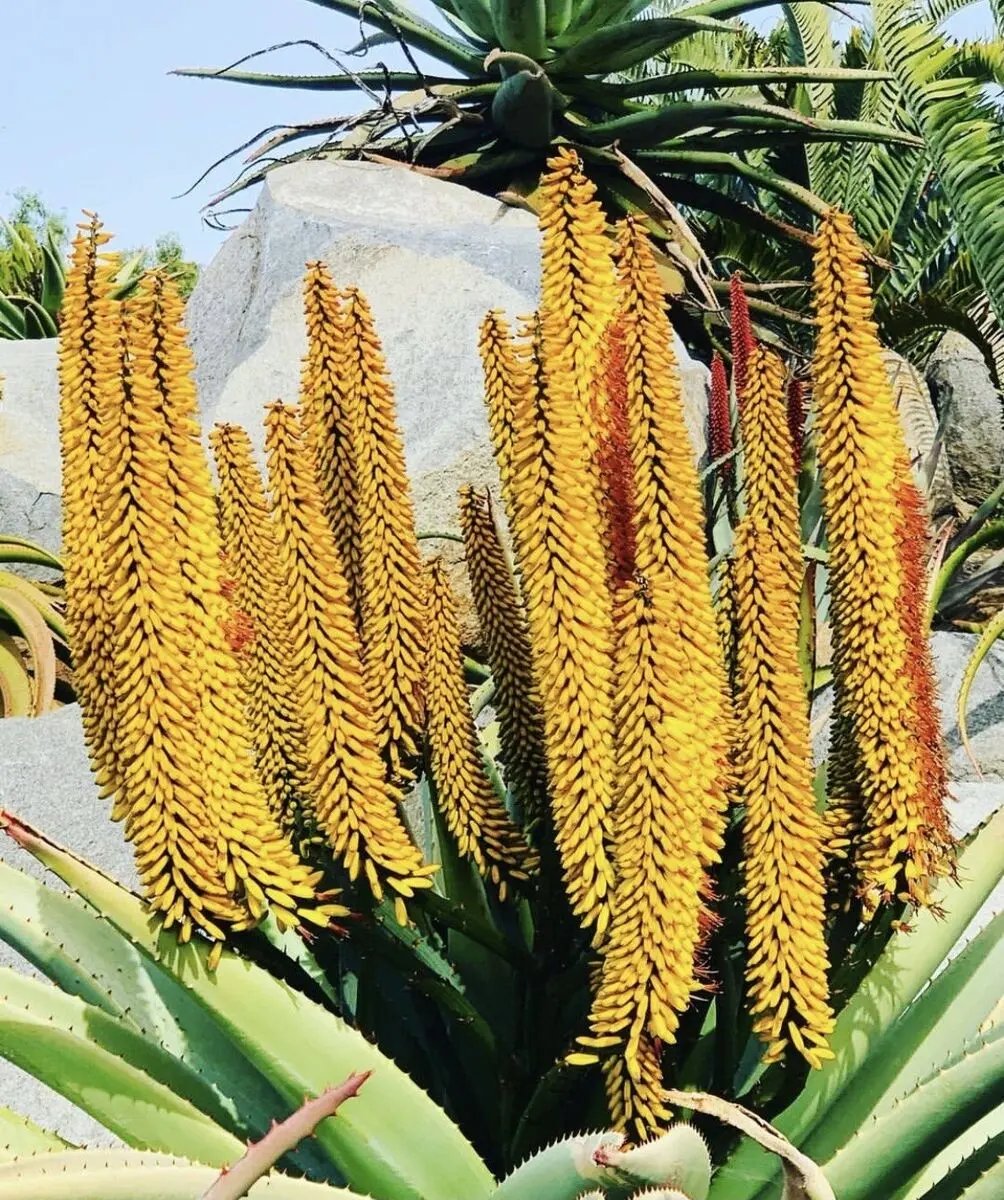 Yellow Aloe Dichotoma Flower Seeds for Planting - NON GMO Seeds for planting in home garden