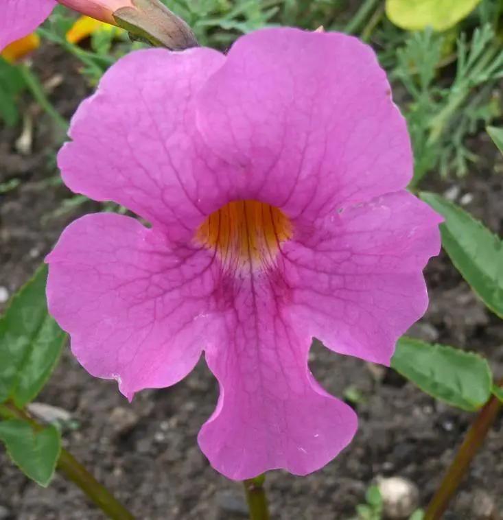 Incarvilla Flower Seeds for Planting – NON GMO Seeds for planting in home garden