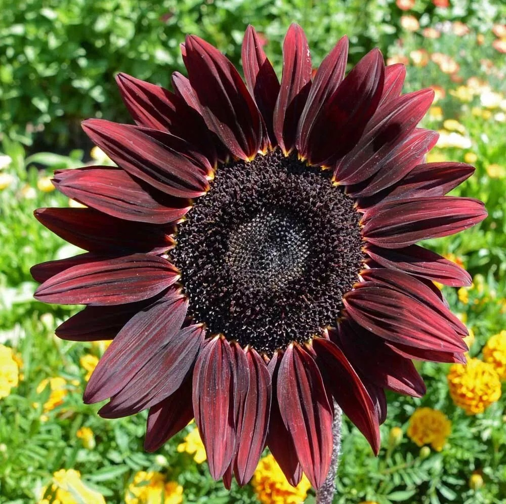 Heirloom Non-GMO Cherry Sunflower Seeds for Planting – Bold Red Garden Blooms - Non-GMO for planting in home garden