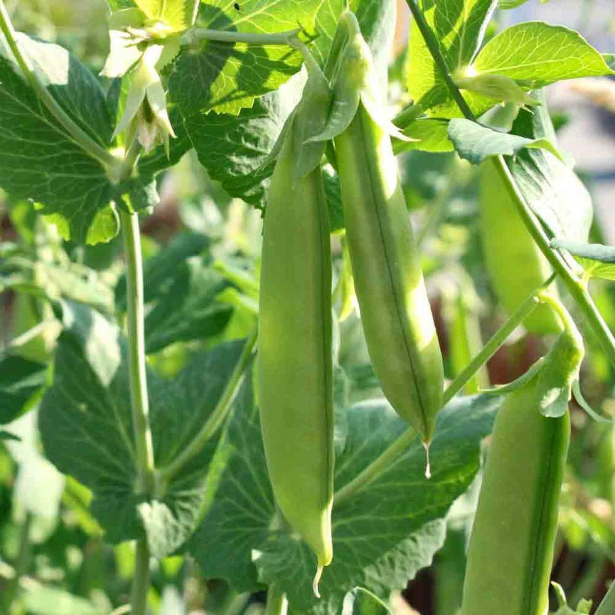 Snow Pea Vegetable Seeds for Planting