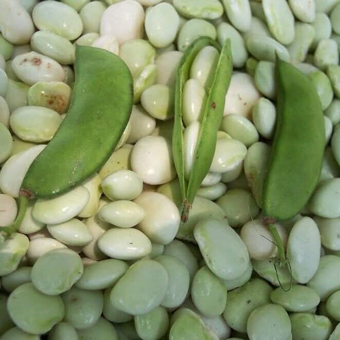 White Dixie Butter Squash Cucurbita pepo seeds for garden planting