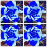 Heirloom Non-GMO Deep Blue Adenium Obesum Flower Seeds for Planting – Desert Rose Seeds - Non-GMO for planting in home garden