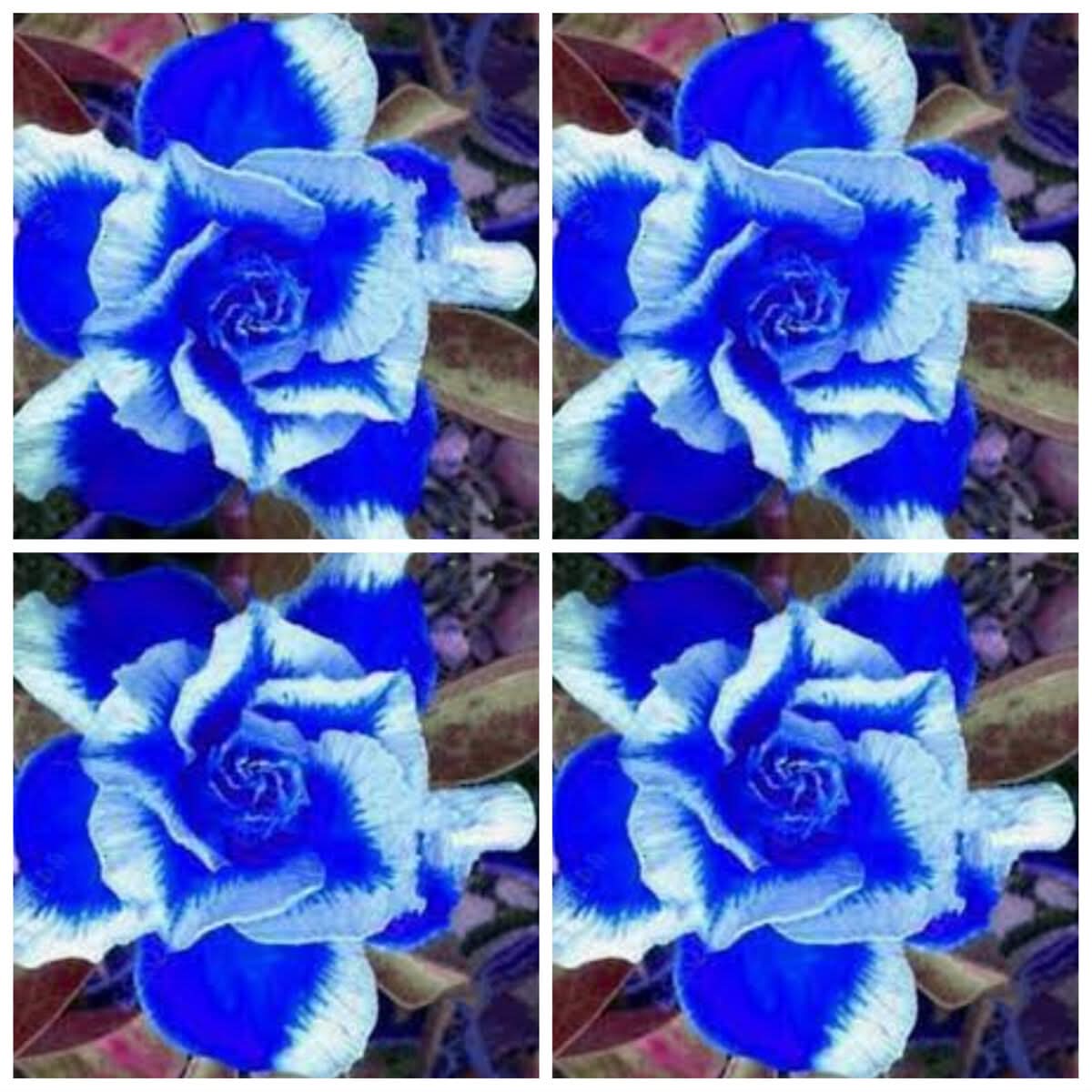 Heirloom Non-GMO Deep Blue Adenium Obesum Flower Seeds for Planting – Desert Rose Seeds - Non-GMO for planting in home garden