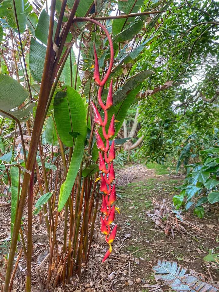 Heliconia Pogonantha Plant Seeds for Planting, NON GMO Seeds Dhara Seeds