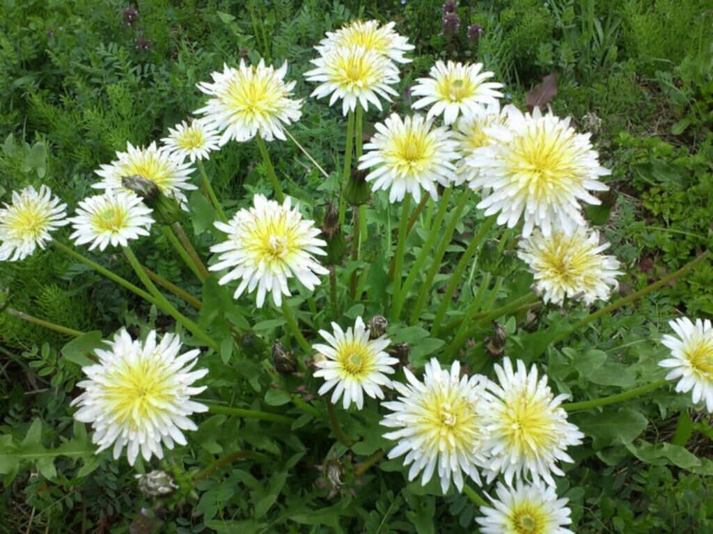 Dandelion Seeds - Japanese White