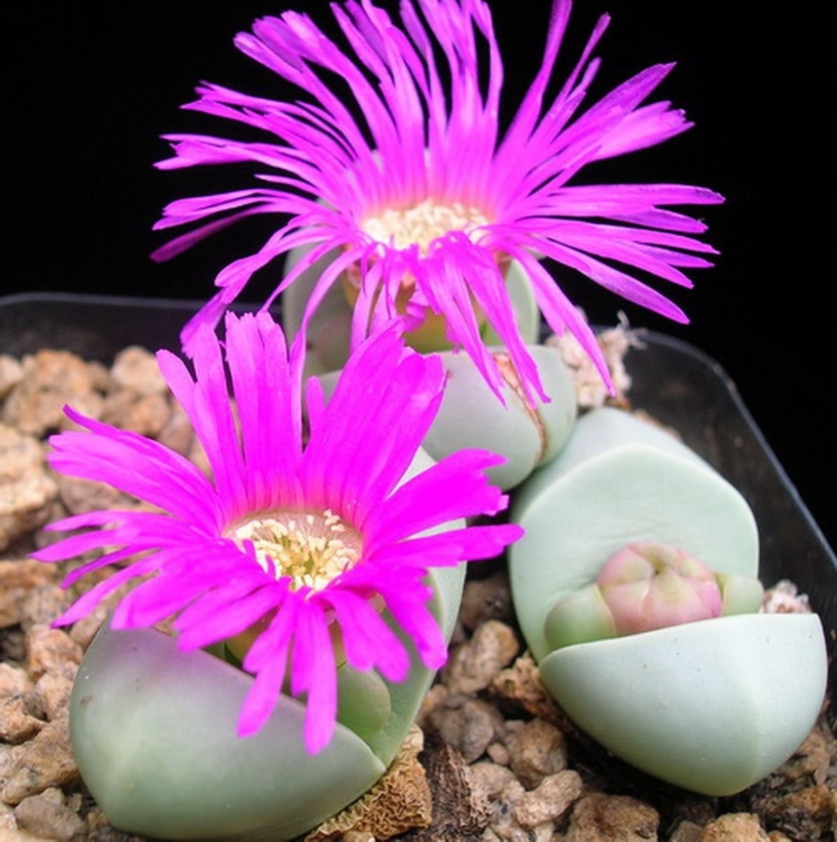 Pink Argyroderma Plant Seeds for Planting - 100