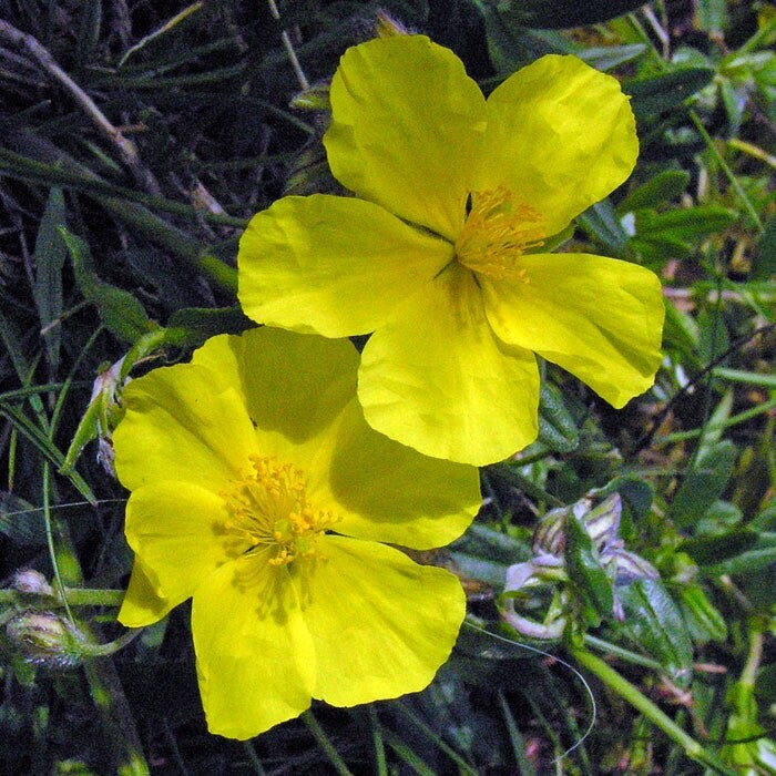 Mix Helianthemum Flower Seeds for Planting