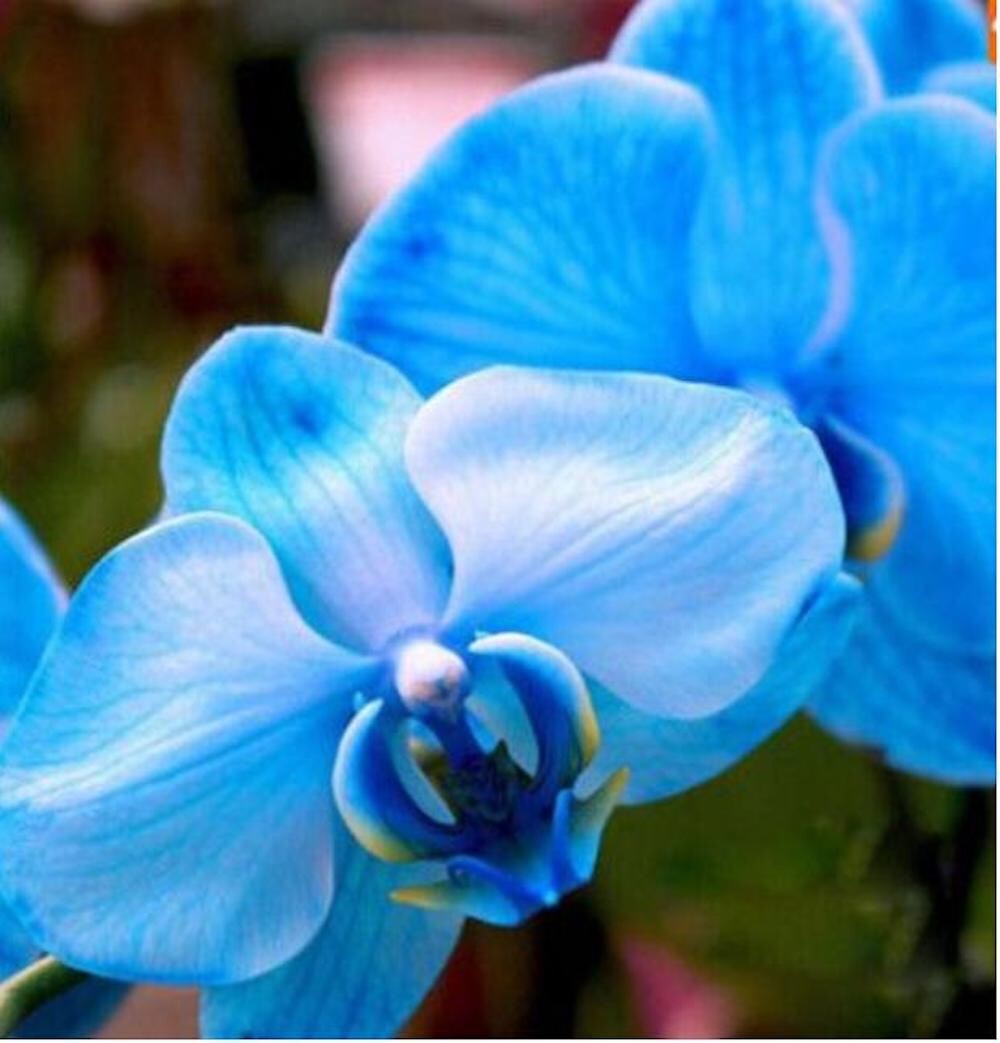 Blue Orchid Seeds (Phalaenopsis) – Exotic Indoor Orchid with Stunning Blooms