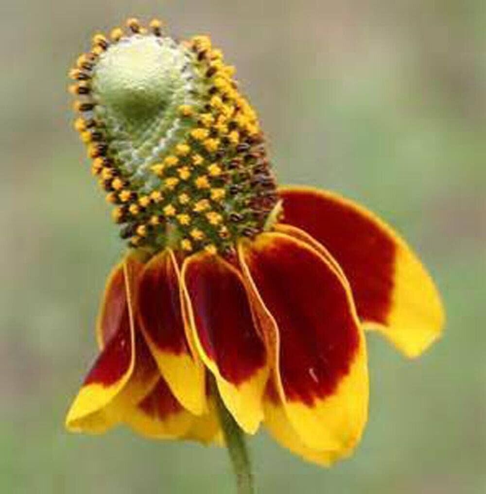 Conehead - Coneflower Seed Mix