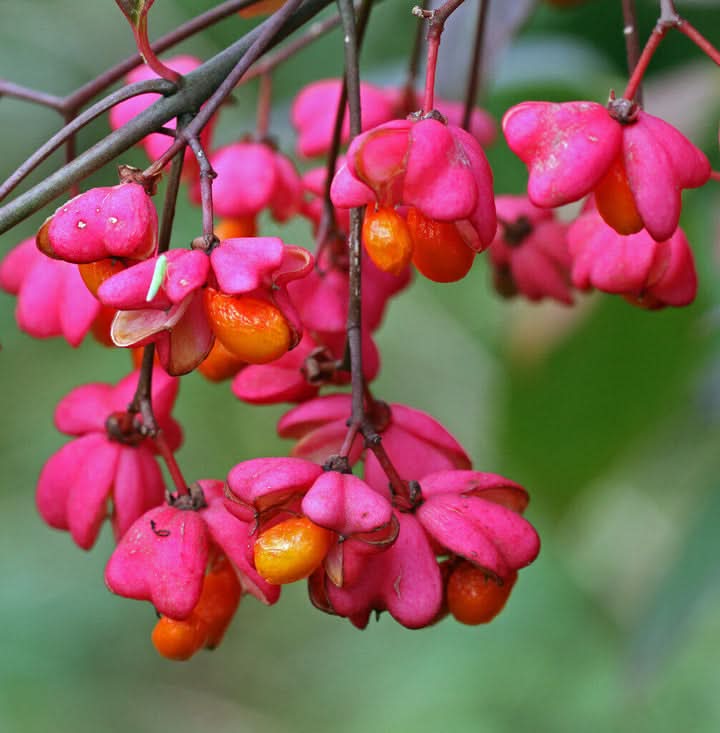 Spindle Flower Seeds for Planting – Decorative Ornamental Blooms for Garden Landscapes