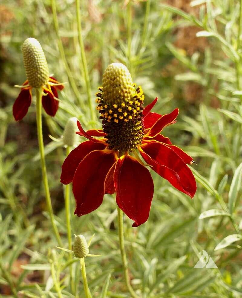 Conehead - Coneflower Seed Mix