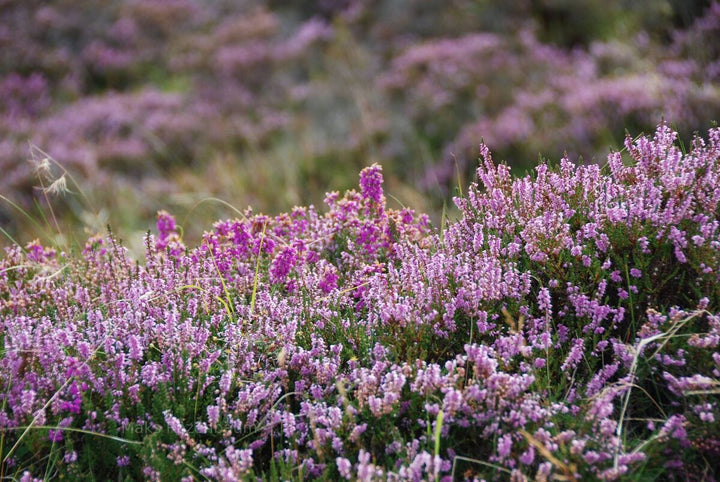 Violet Calluna Flower Seeds for Planting - 100