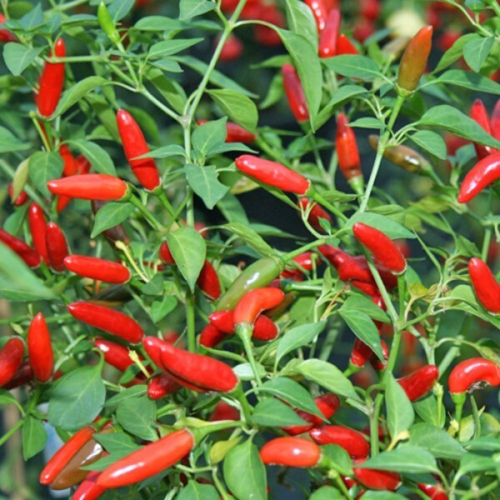 Pequin Vegetable Seeds for Planting heirloom & Non-GMO Seeds