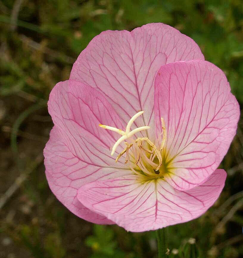 Evening Primrose Pink Ladies Flower Seeds Speciosa For Garden Yard Patio – Heirloom, Non-GMO, High Germination Organic Garden Seeds