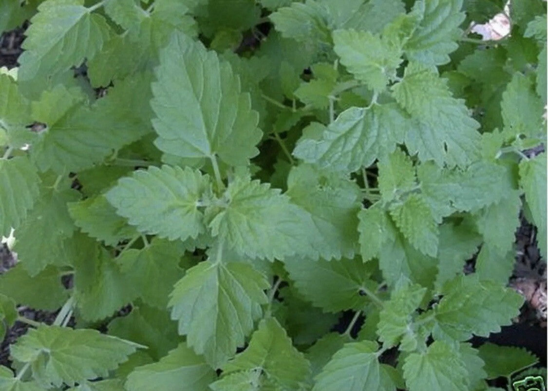 Catmint - Seeds - Medicinal Herb - Attract cats Nepeta mussinii – Heirloom, Non-GMO, High Germination Organic Garden Seeds