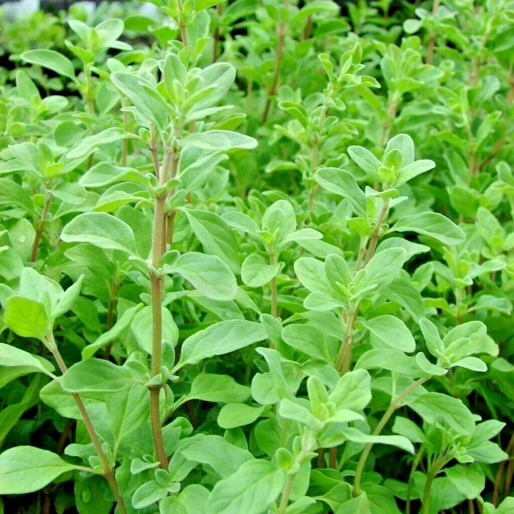 Zaatar Organic Sweet Marjoram Seed