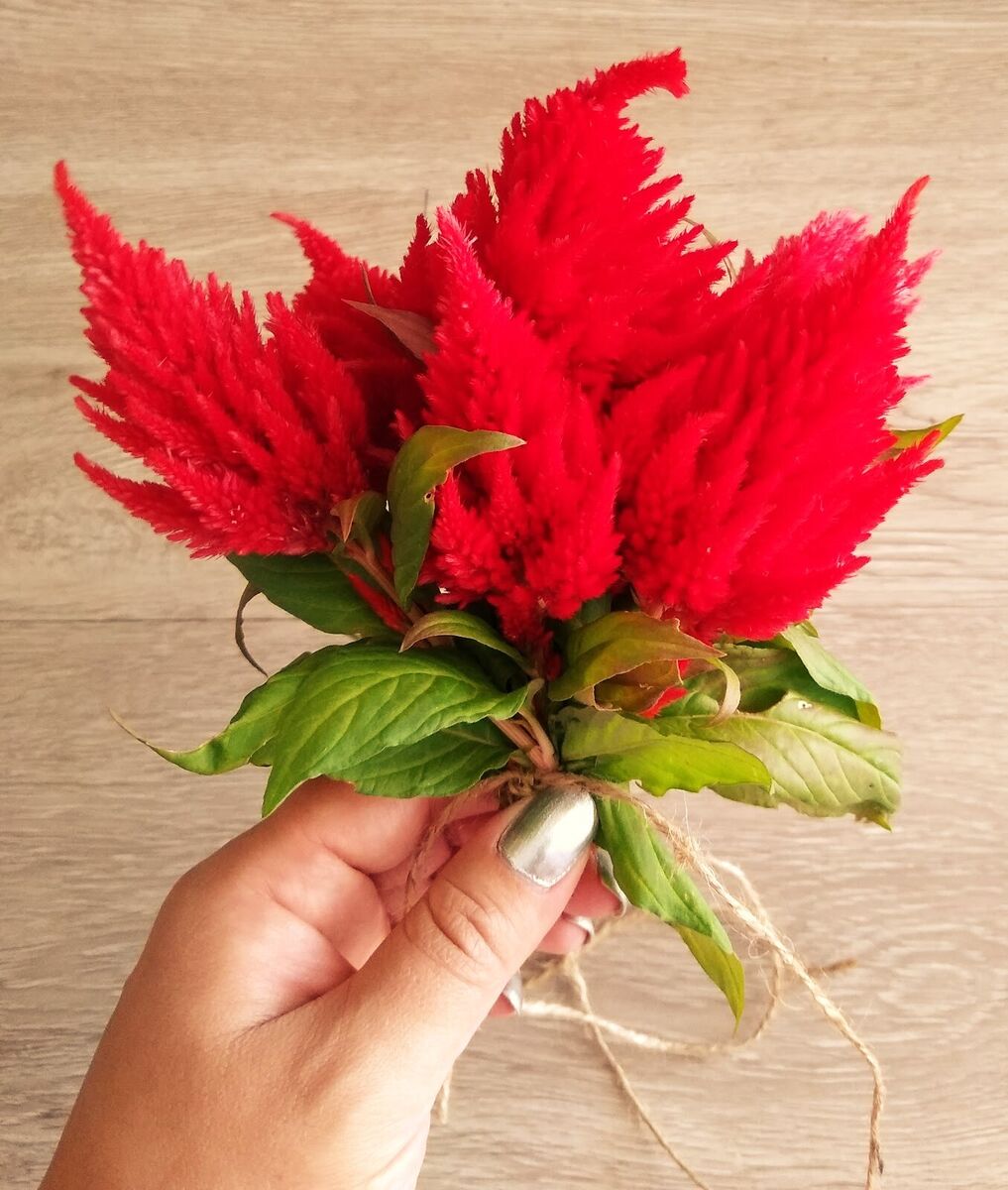 Celosia Seeds - Scarlet Plume