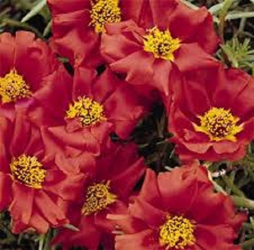 succulent moss rose flowers in container garden setting

