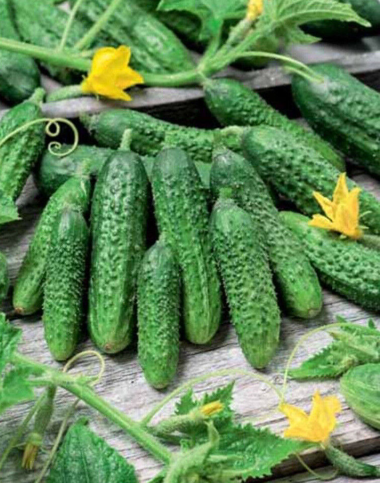 Cucumber Palchik Cucumis sativus vegetable seeds for planting in kitchen garden or vertical garden
