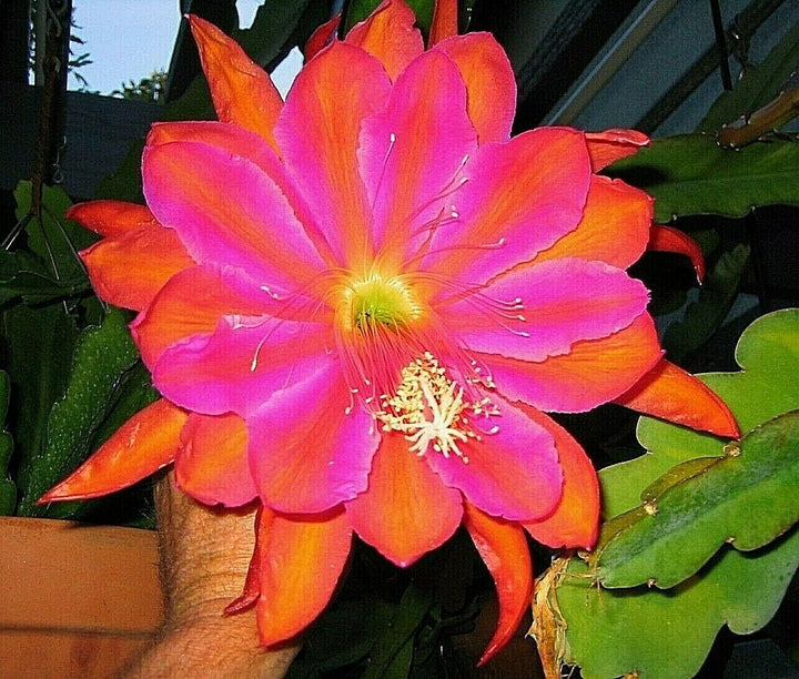 Epiphyllum Flower Seeds for Planting, Red Nightblooming, 100 pcs