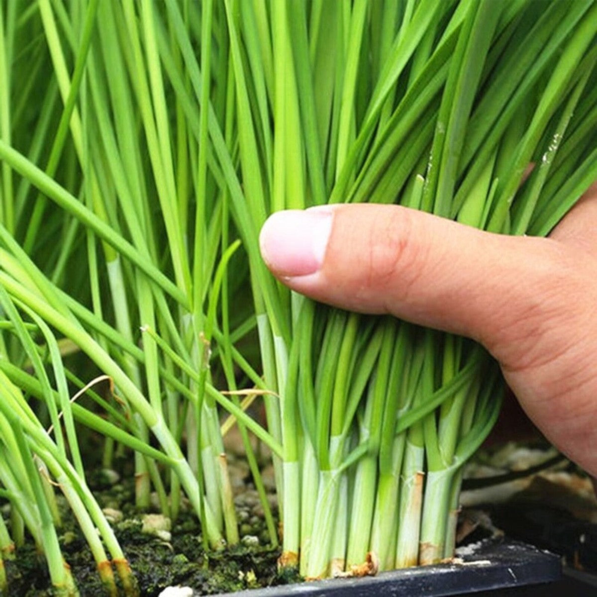 Chive Vegetable Seeds for Planting heirloom & Non-GMO Seeds