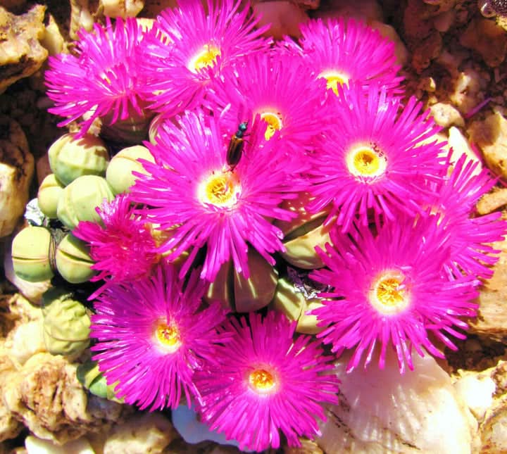 Argyroderma Succulent Flowering Seeds for Planting, Unique Living Stone Plants for Drought-Tolerant Gardens