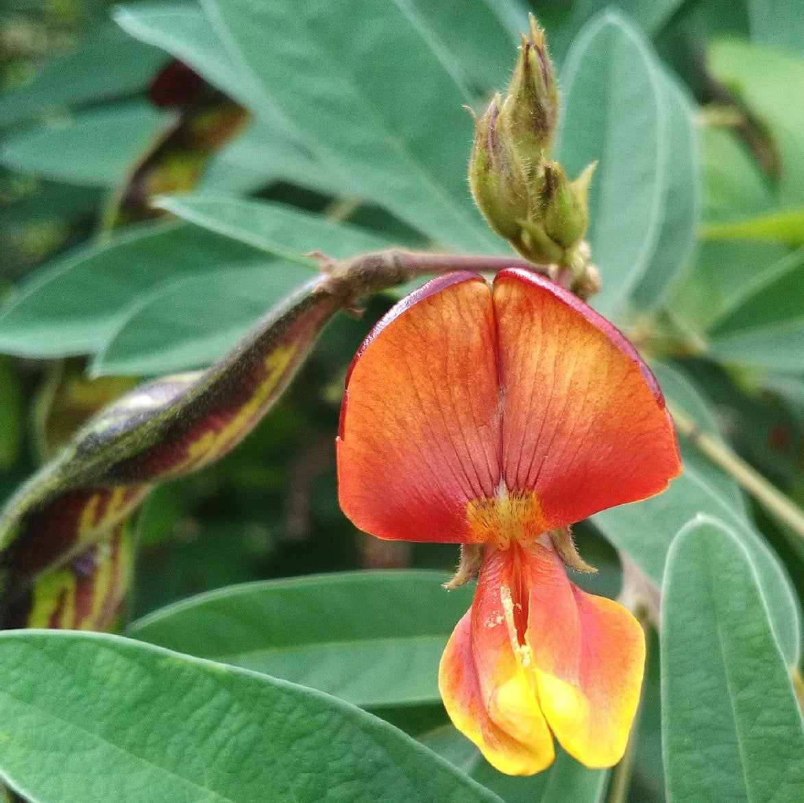 Yellow Cajanus Flower Seeds for Planting, NON GMO Seeds