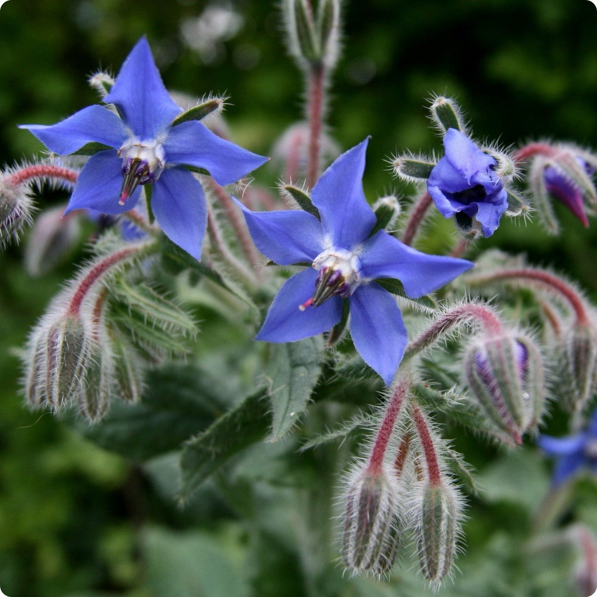 Borage Borago officinalis Flowering Seeds For Planting