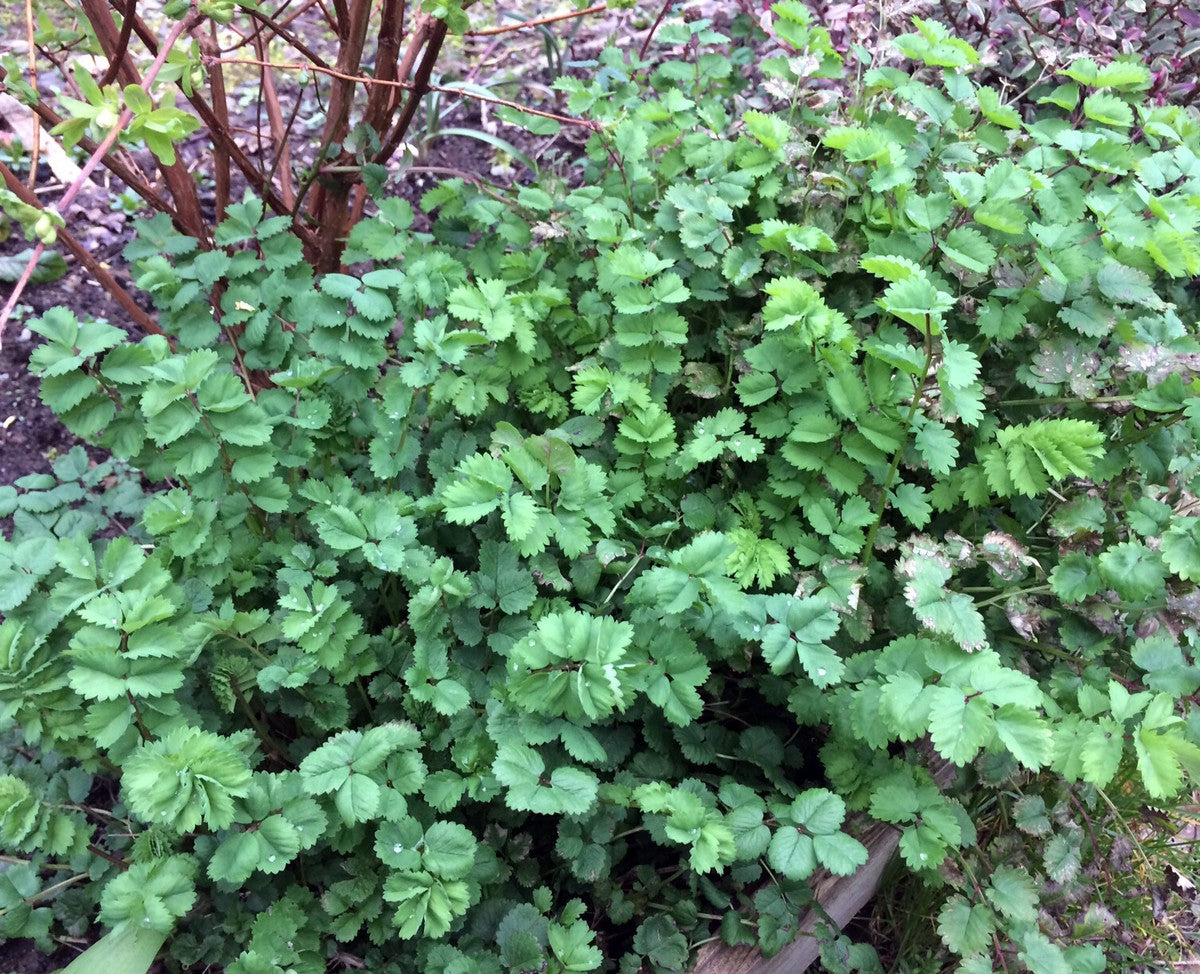Salad Burnet Seeds SMALL Sanguisorba Minor Herb Flower Forage S&H – Heirloom, Non-GMO, High Germination Organic Garden Seeds