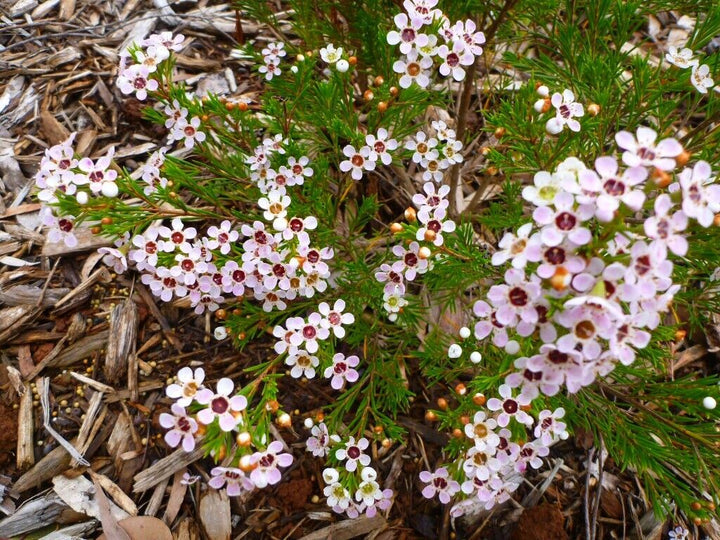 Geraldton Flower Seeds for Planting, 100