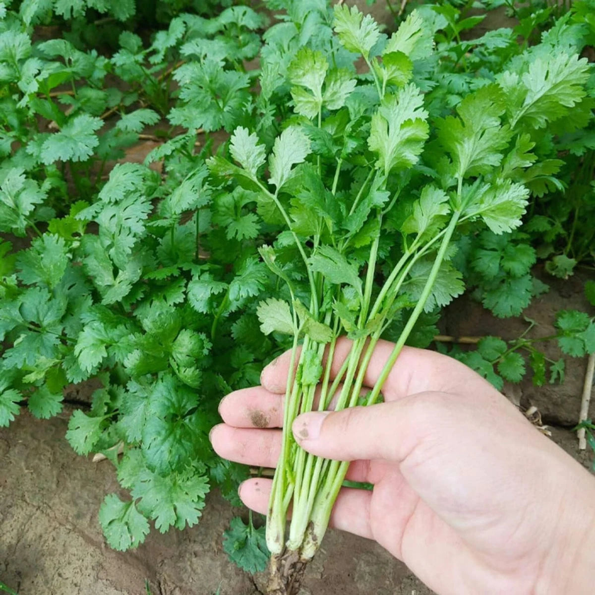 Coriander Leafy Seeds for Planting, heirloom & Non-GMO Seeds