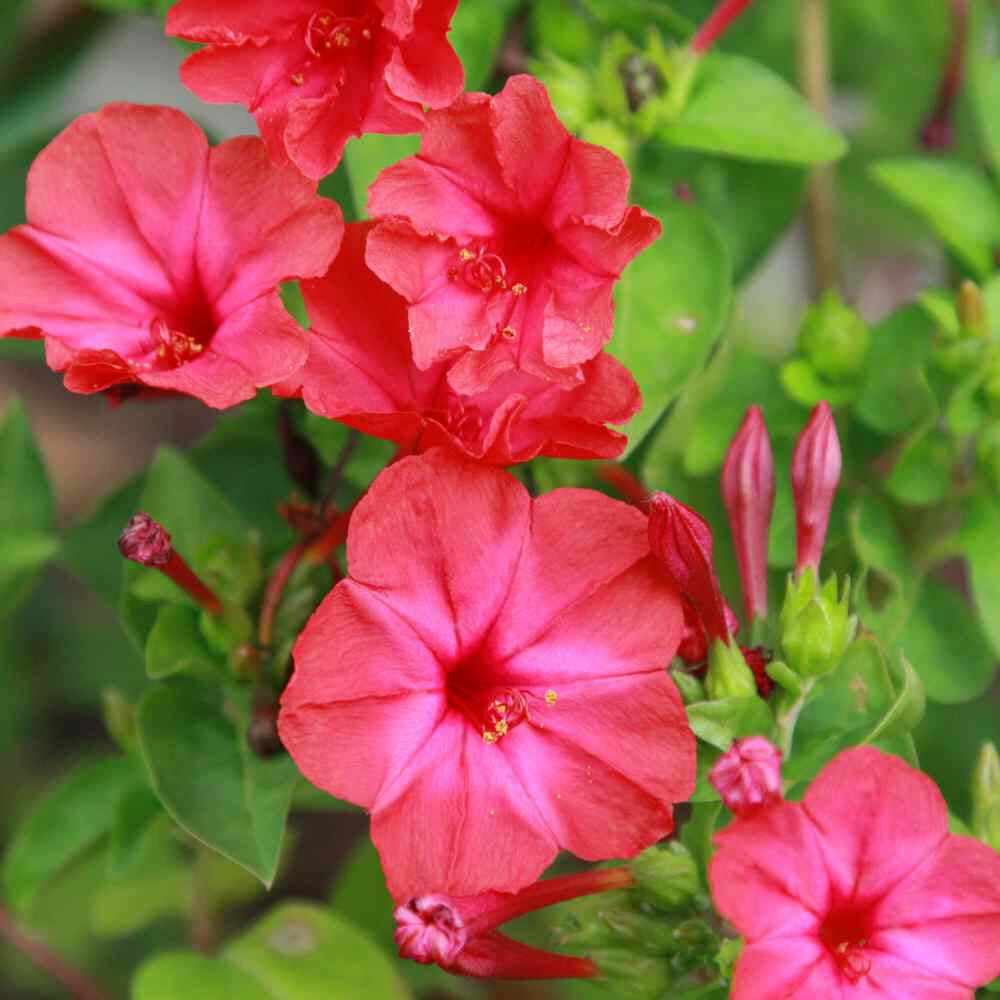 Organic Jalapa Flower Seeds for Planting – Heirloom, Non-GMO