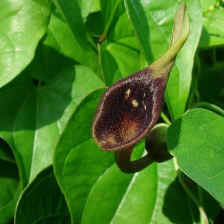 Aristolochia Debilis Flower Seeds for Planting – Unique Ornamental Vines