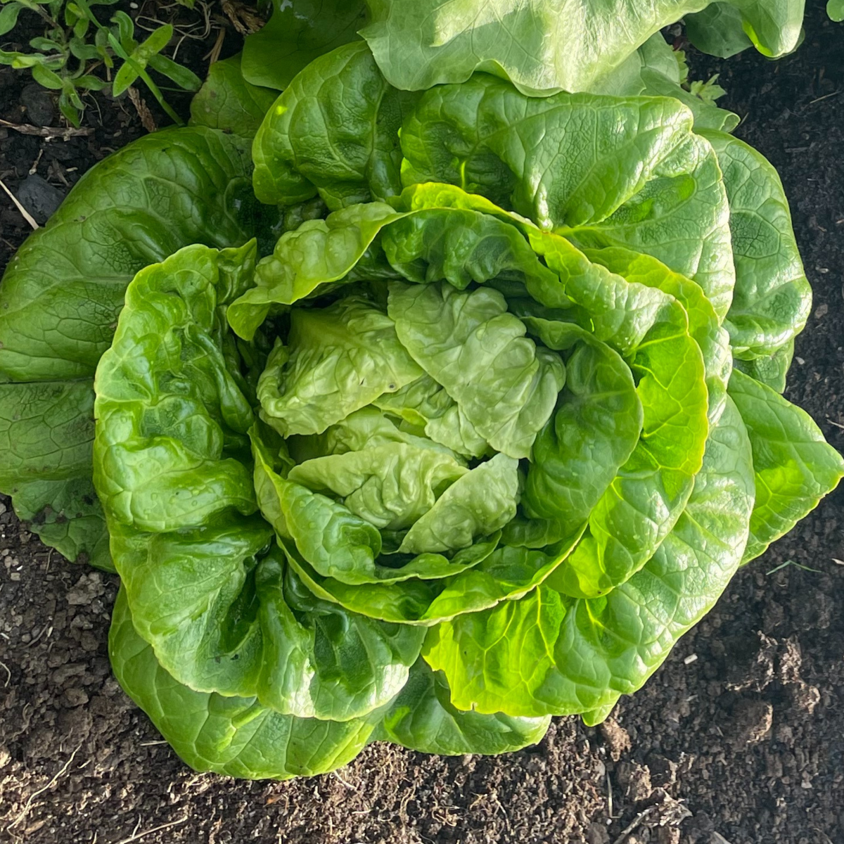 Lettuce Heirloom Seeds for Planting