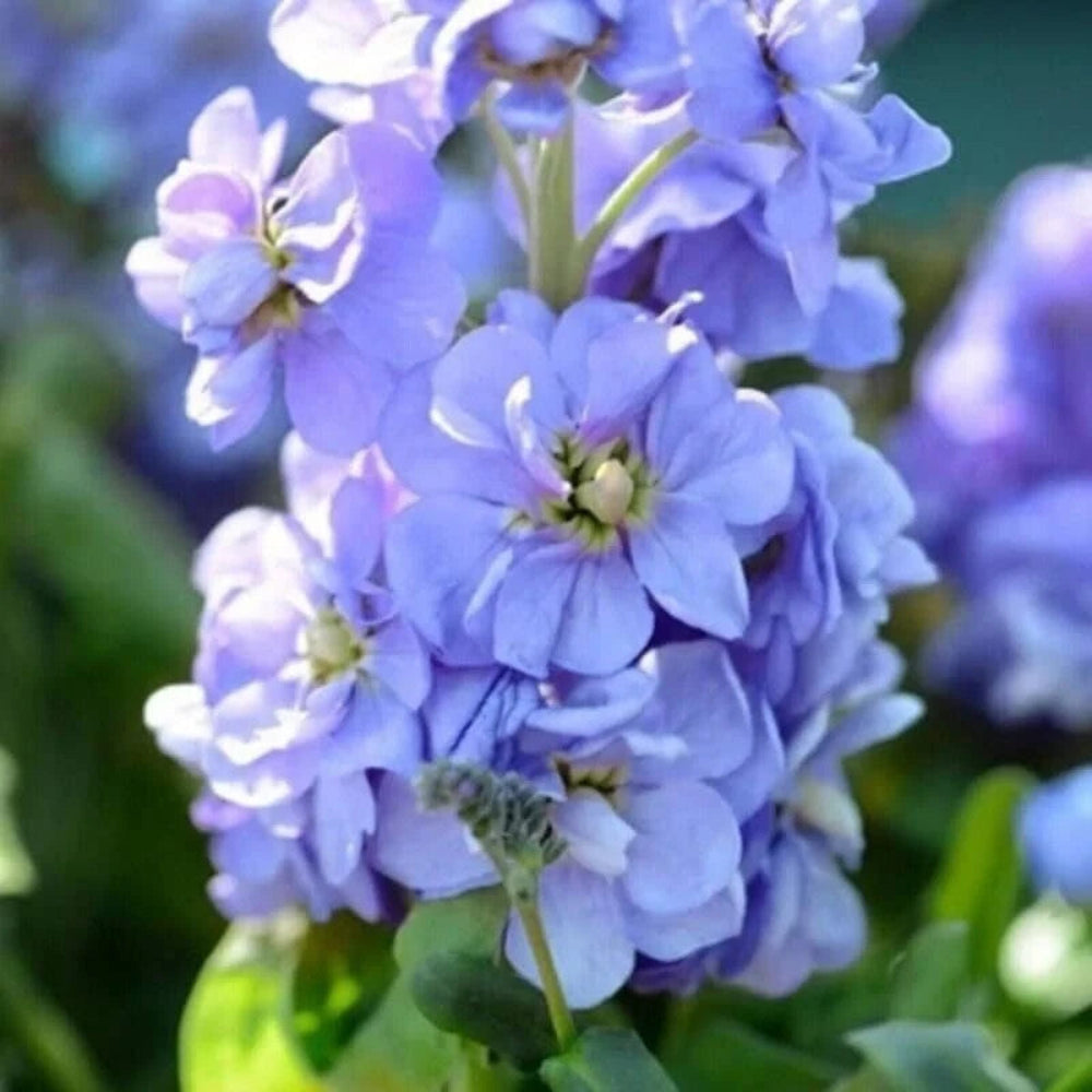 Organic Blue Matthiola Incana Flower Seeds for Planting – Heirloom, Non-GMO
