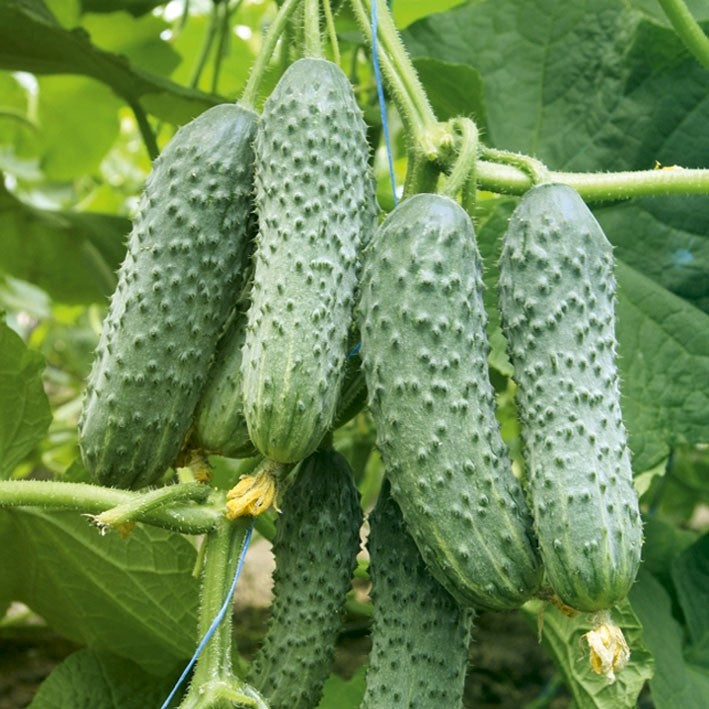 Cucumber Speed Aladin F1 Cucumis sativus vegetable seeds for planting in home garden or greenhouse setup