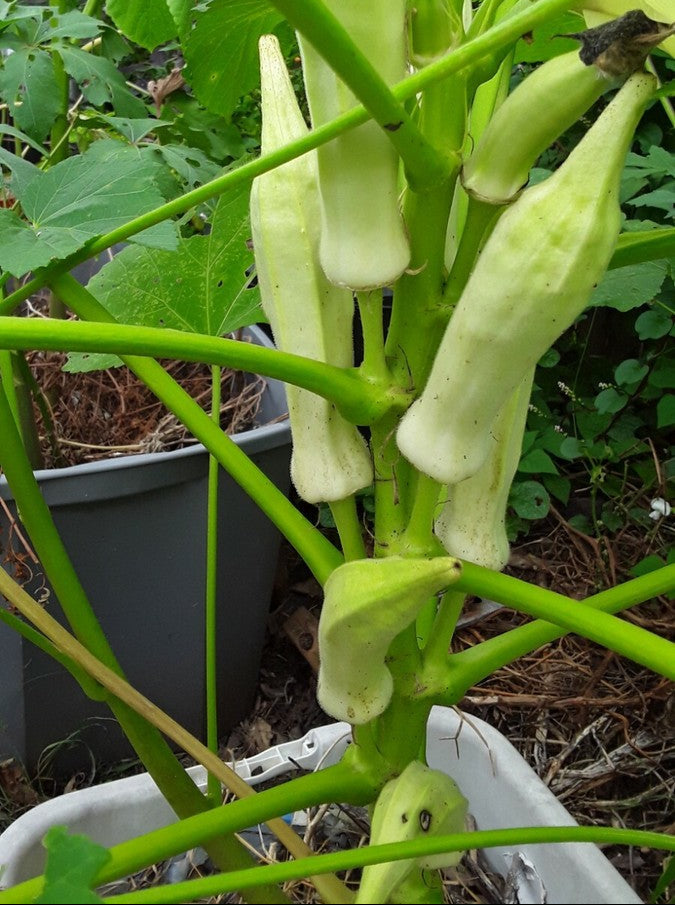 Silver Queen Okra Seeds Heirloom Non-GMO High Germination Organic Garden Seeds