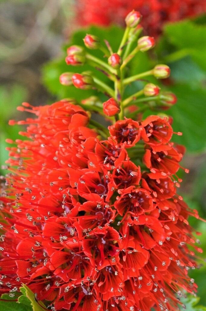 Red Greyia Sutherlandii Flower Seeds for Planting, 100 pcs