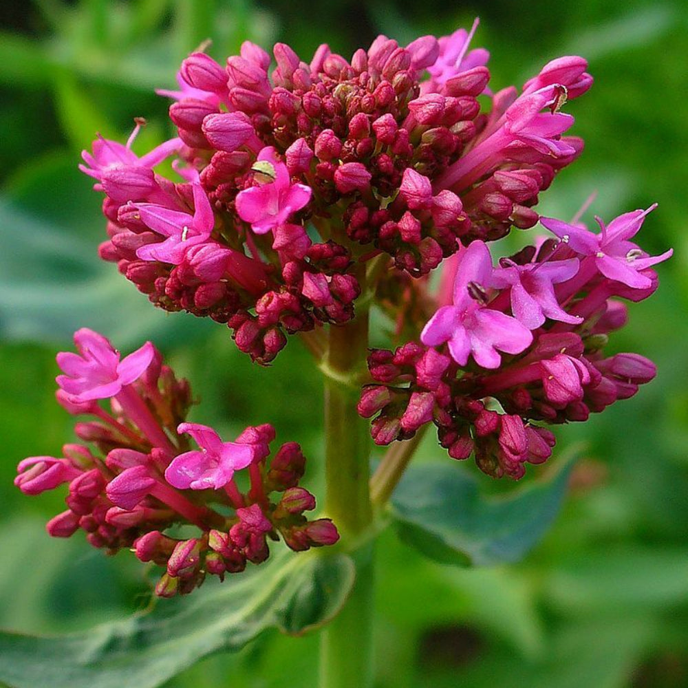 Organic Centranthus Ruber Flower Seeds for Planting – Heirloom, Non-GMO