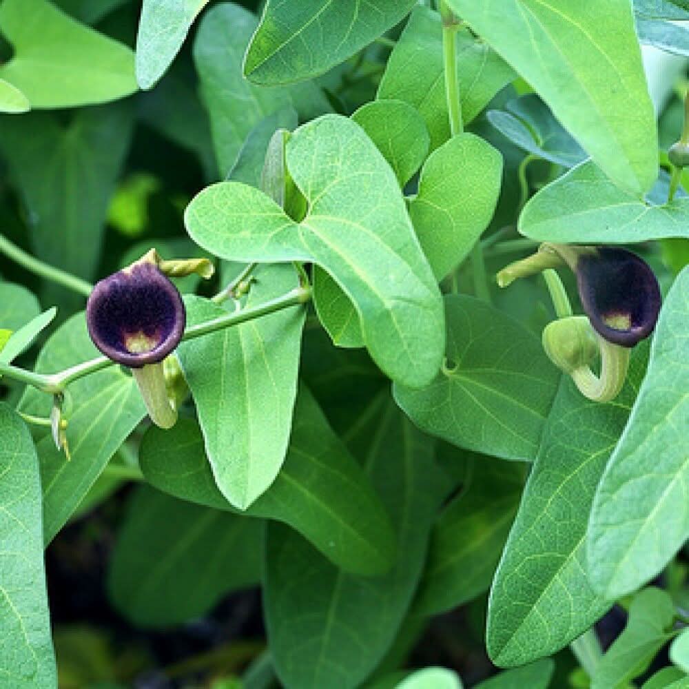 Heirloom Non-GMO Aristolochia Debilis Flower Seeds for Planting – Unique Ornamental Vines - Non-GMO for planting in home garden