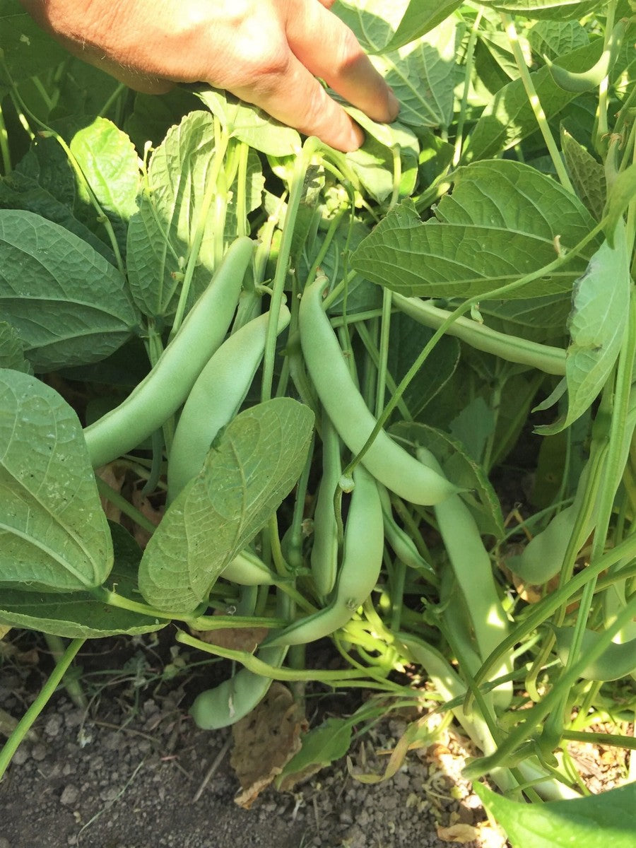 Roma II Bush Bean Seeds Heirloom Non-GMO High Germination Organic Garden Seeds