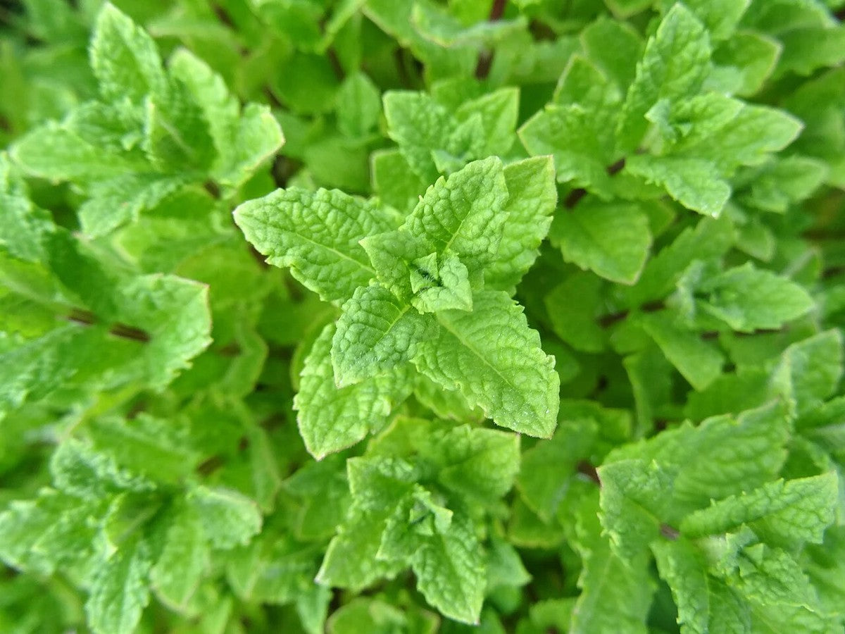 Green Penny Mint Seeds for Planting-Heirloom & Non-GMO Seeds for planting