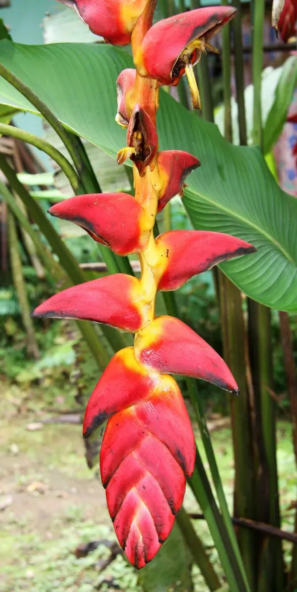 Heliconia Pogonantha Plant Seeds for Planting, NON GMO Seeds Dhara Seeds