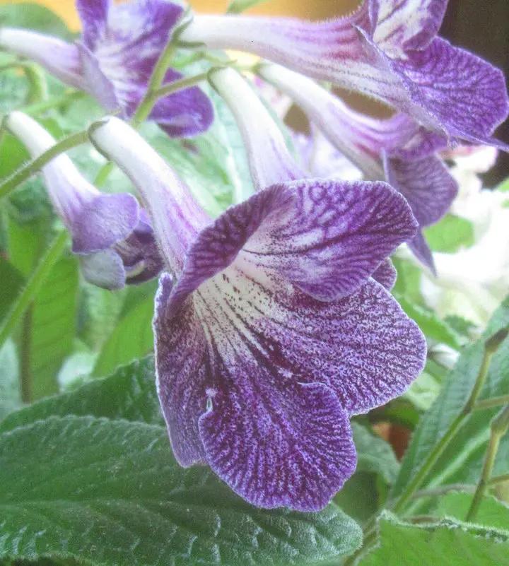 Streptocarpus Seeds for Planting - NON GMO Seeds Dhara Seeds