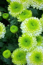 Green White Chrysanthemum Flower Seeds for Planting – NON GMO Seeds Dhara Seeds