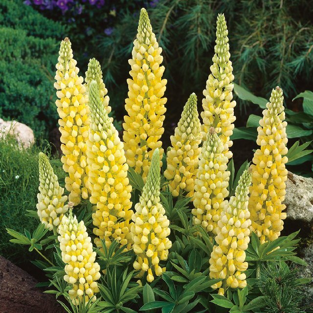 Yellow Lupine Flower Seeds for Planting – Heirloom, Non-GMO Garden Seeds